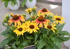 De Tequila Sun Rise uit de Sunseekers serie.